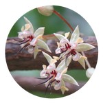 Cocoa Tree by AnniverseStash
