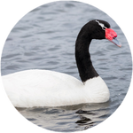 Black Necked Swan by AnniverseStash