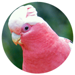 Galah by AnniverseStash