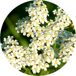 Yarrow by AnniverseStash