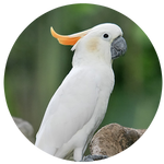 Citron Crested Cockatoo by AnniverseStash