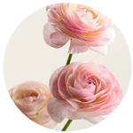 Ranunculus by AnniverseStash