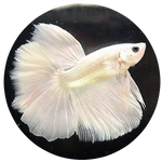 Betta Fish by AnniverseStash