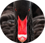 Black Swan by AnniverseStash