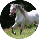 Lipizzaner Horse by AnniverseStash
