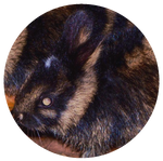 Annamite Striped Rabbit by AnniverseStash