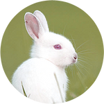 Albino European rabbit by AnniverseStash
