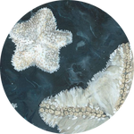 Derwent River Seastar by AnniverseStash