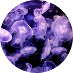 Moon Jellyfish by AnniverseStash