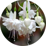 White Fuchsia Flower by AnniverseStash