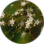 Ehretia Laevis by AnniverseStash