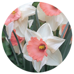 Pink Daffodil by AnniverseStash