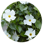 Mandevilla Vine by AnniverseStash