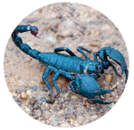 Blue Emperor Scorpion by AnniverseStash
