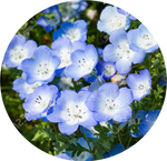 Nemophila by AnniverseStash