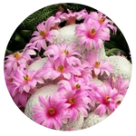 Golf Ball Cactus by AnniverseStash