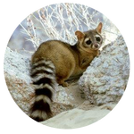 Ring-tailed Cat by AnniverseStash