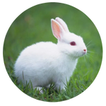New Zealand Rabbit by AnniverseStash