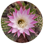 Easter Lily Cactus (Echinopsis oxygona) by AnniverseStash