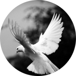 Barbay Dove by AnniverseStash