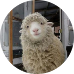 Merino Sheep by AnniverseStash