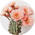 Echinopsis Cactus by AnniverseStash