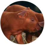 Duroc Pig by AnniverseStash