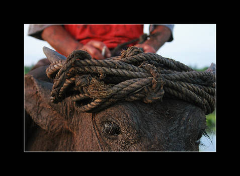 Trip to Carabao Zone