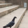 Pigeon