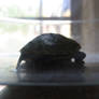 tiny green turtle 04