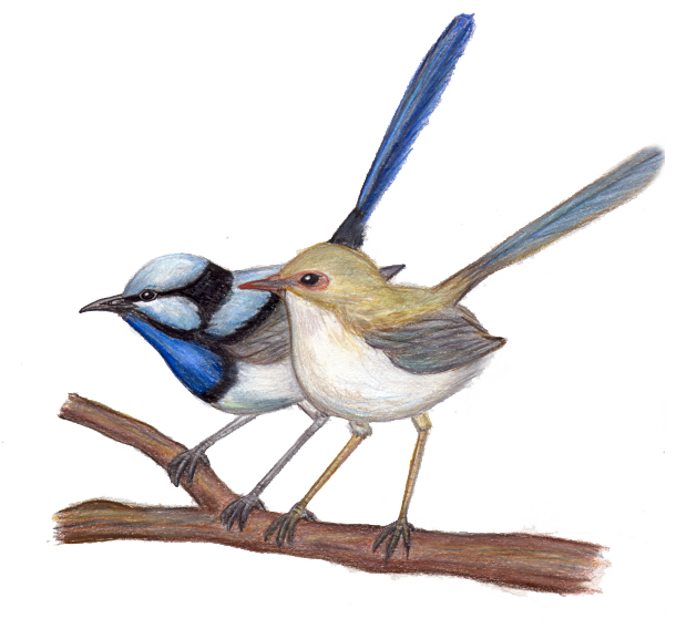 Superb Fairy Wrens