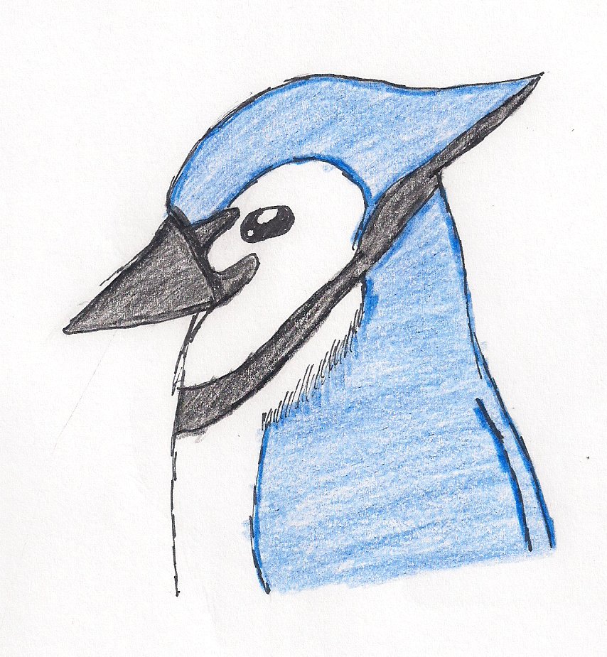 Blue Jay Sketch By Trixie2 On Deviantart Blue Jay Sketch By Trixie2 On Deviantart