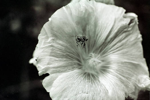 Bee Off Of Flower