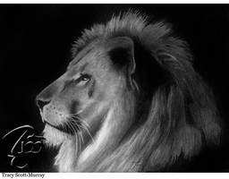 Lion portrait