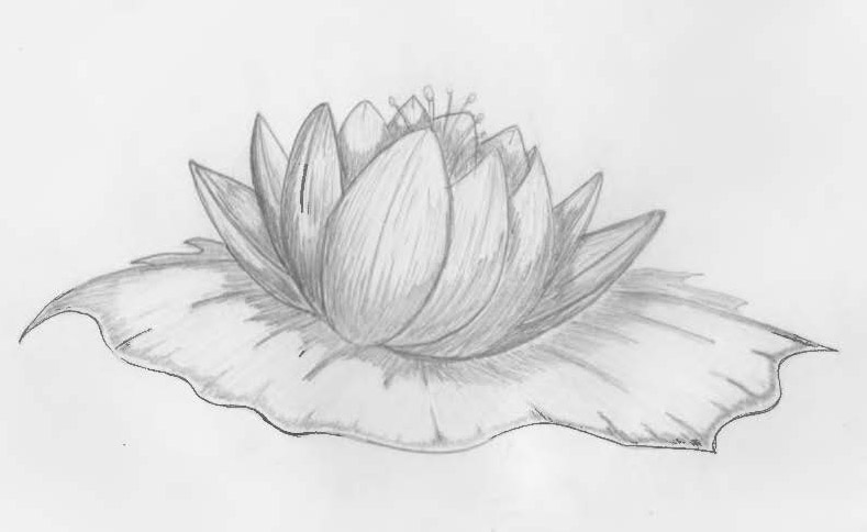 Lotus