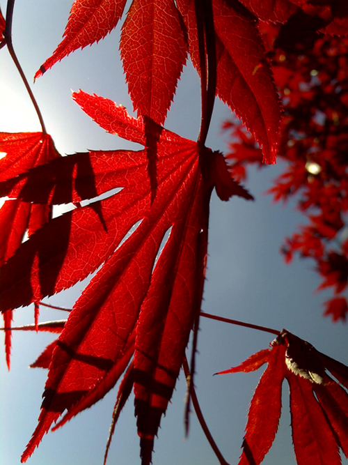 Japanese Maple