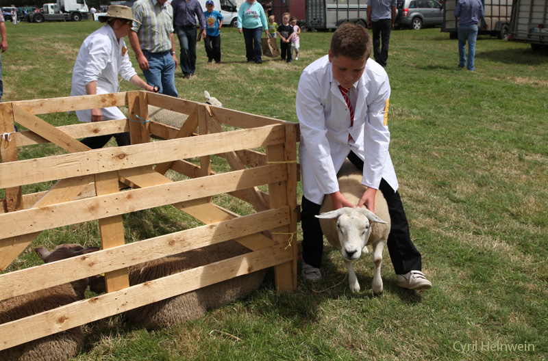 sheep and young breeder