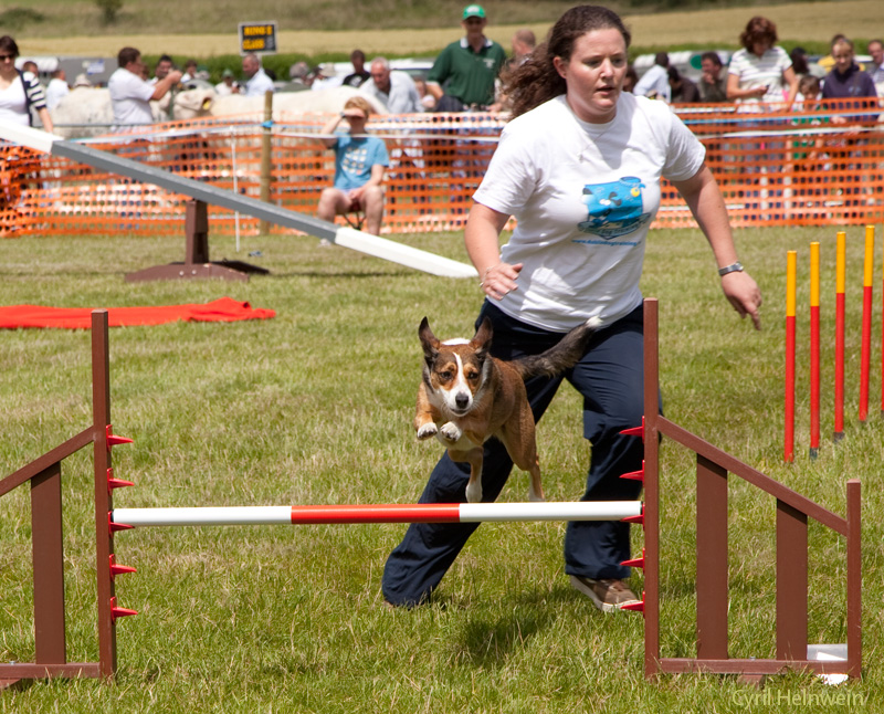 dog trials 5