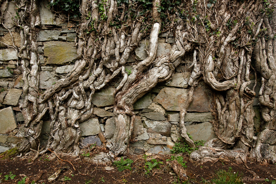 century old ivy roots