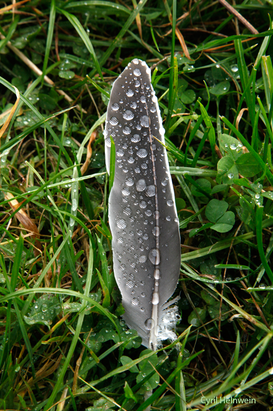 feather in wet grass