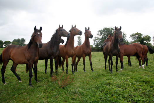 thoroughbred yearlings