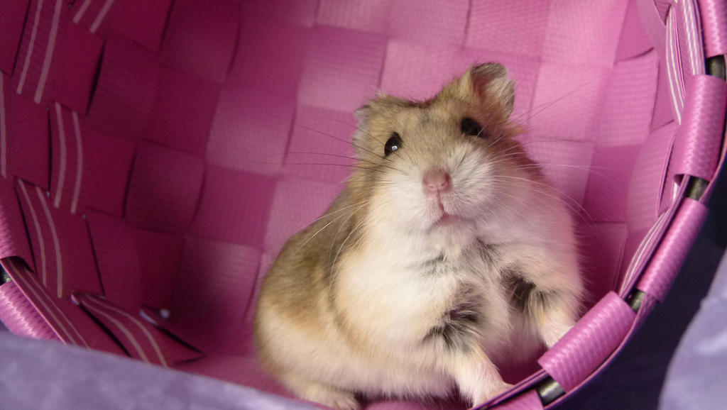 Campbell Dwarf Hamster Tara By Mildy On DeviantArt campbell-dwarf-hamster-tara-by-mildy-on-deviantart