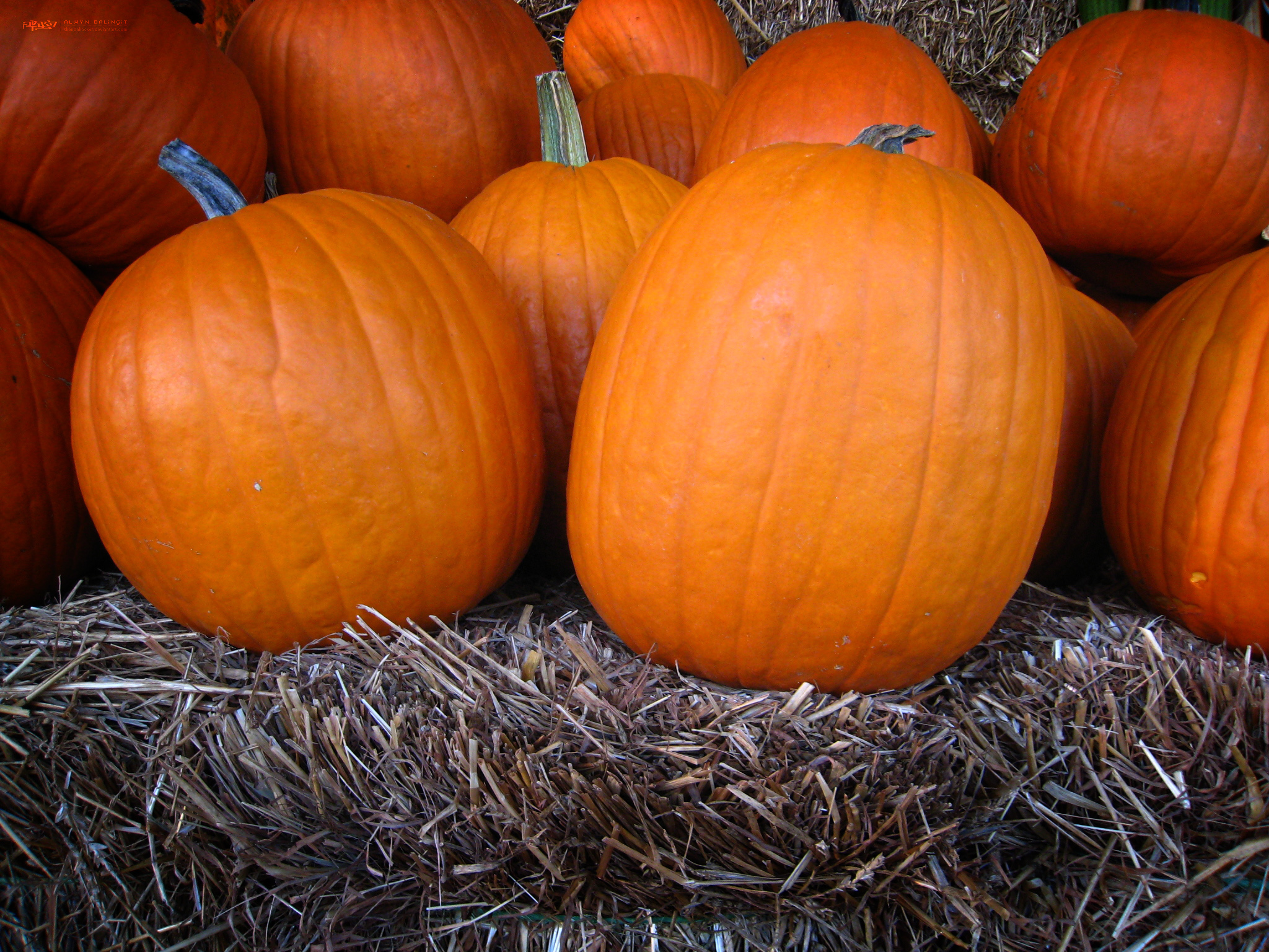 Pumpkins on Hay