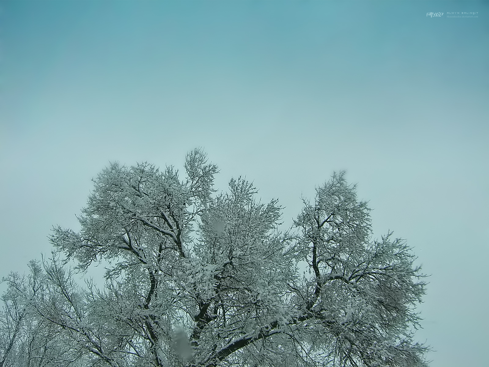 Snowing on a Tree