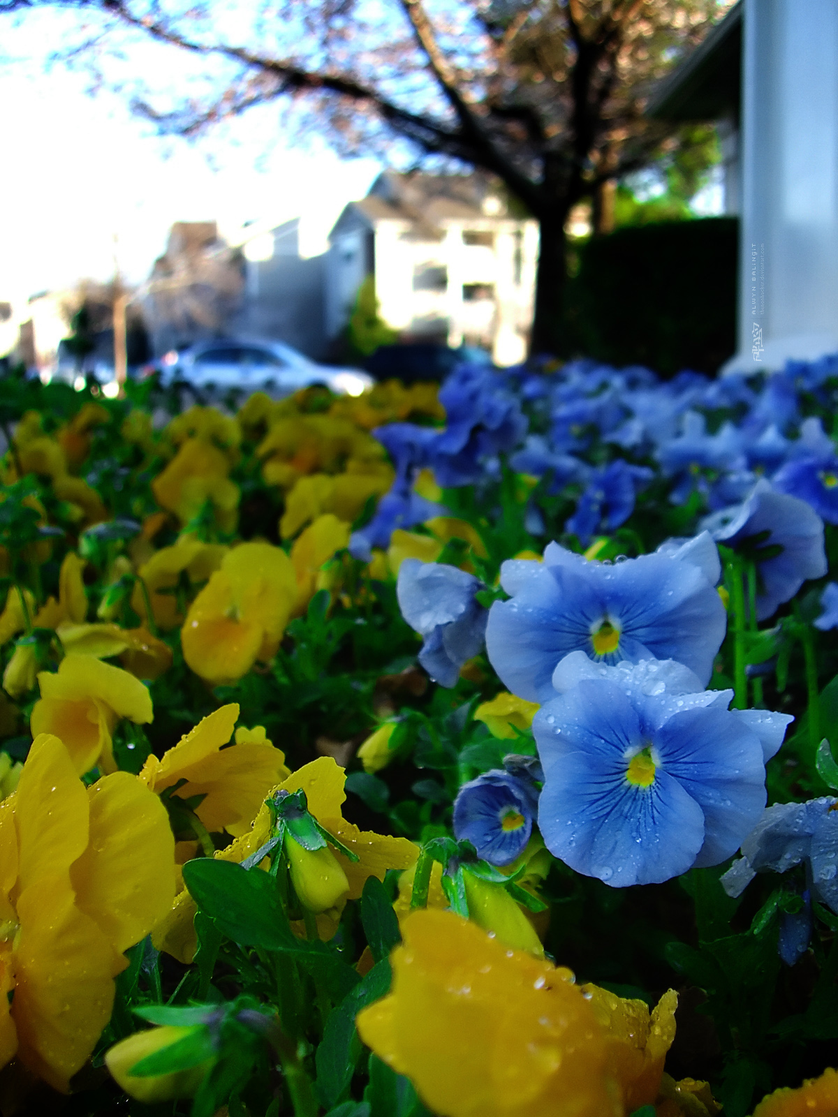 Flower Shrubs