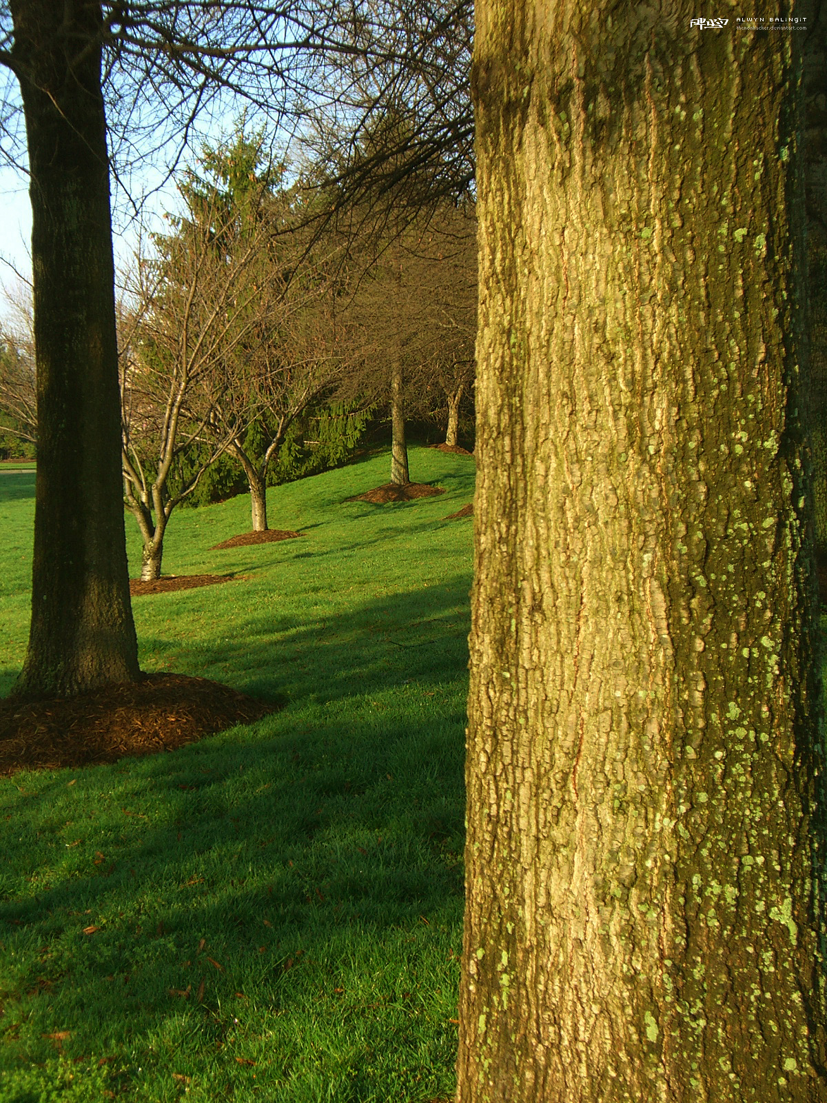 Trees Near and Far