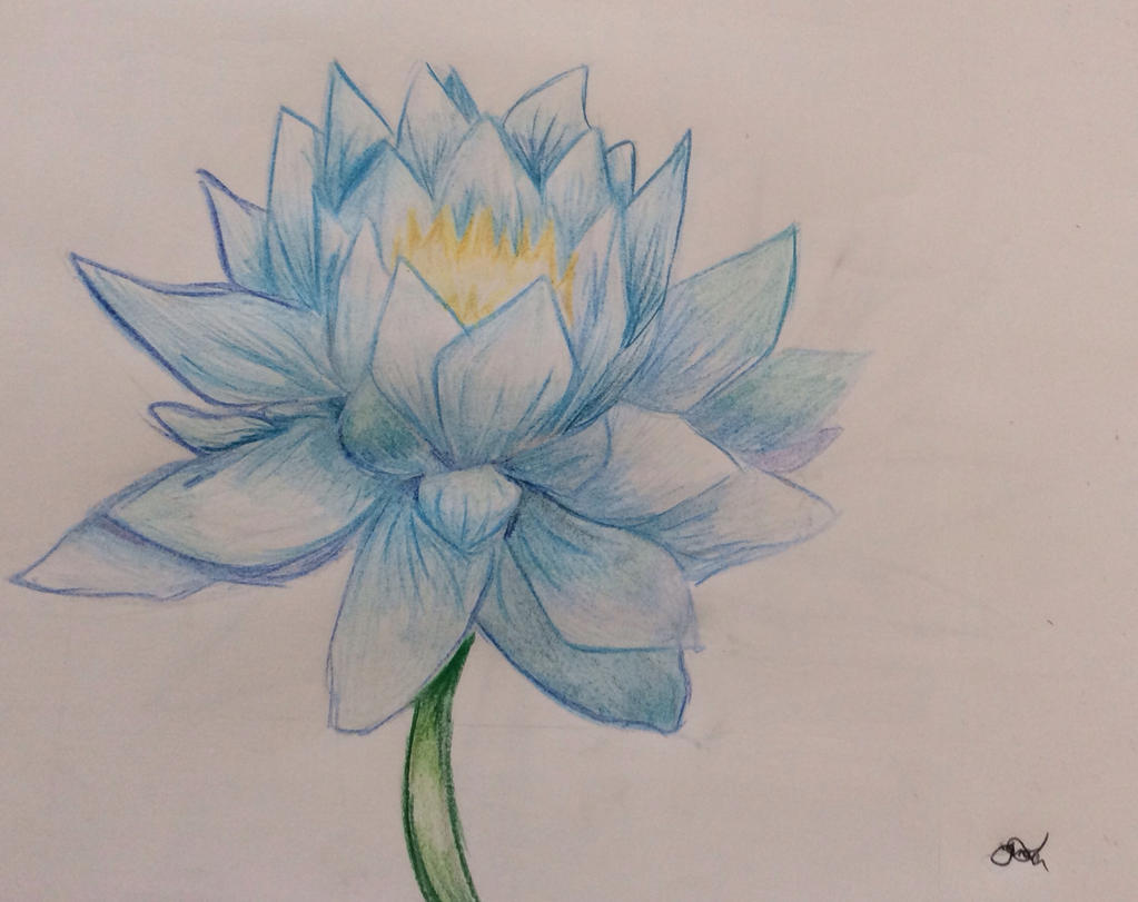 Blue Lotus Without Watermark And Downloadable By Lilyoftheprophecy On Deviantart Blue Lotus Without Watermark And Downloadable By Lilyoftheprophecy On Deviantart