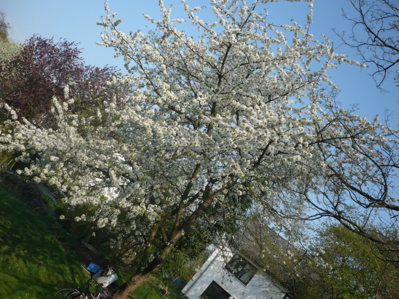 Cherry Blossoms