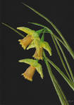 Daffodils by Kevin Heal by artgeza-II