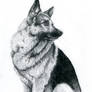 The German Shepherd